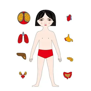 Madeira Do Corpo Humano Quebra-Cabeça Anatomia Quebra-Cabeça Brinquedos Para Meninos Meninas Montessori De Madeira Anatomia Jigsaw Perfeito Crianças Quebra-Cabeça De Presente Para 3  5